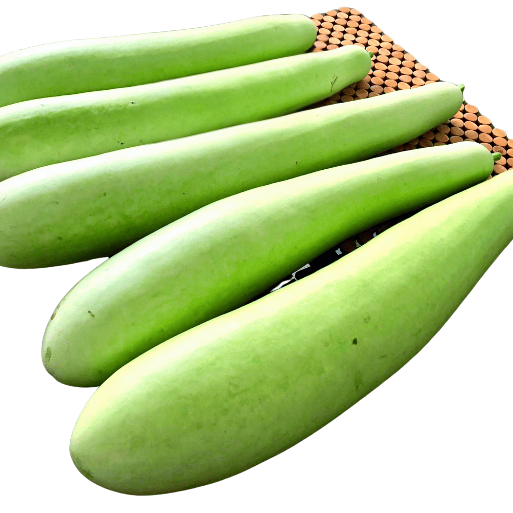 Bottle Gourd