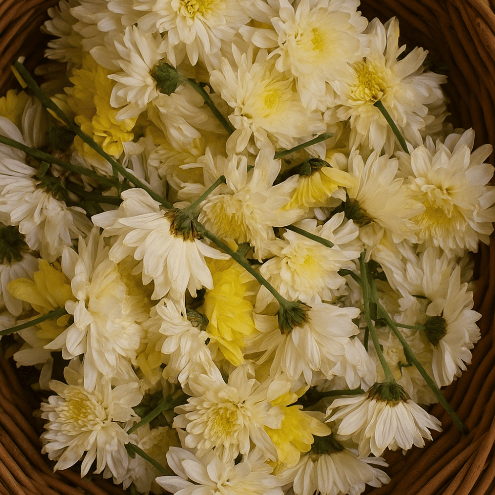White Chrysanthemum (Tella Chamanthi)