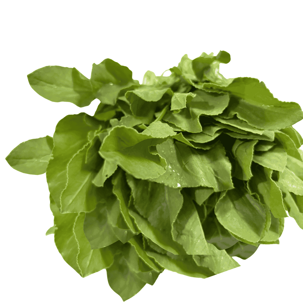 Green Sorrel Leaves (Chukka Koora)