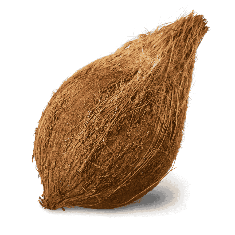 Coconut (Kobbari Kaya)