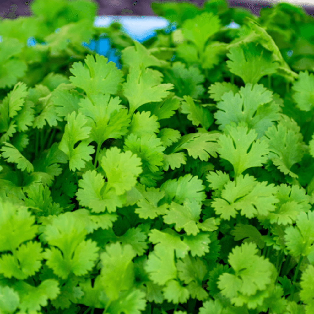 Coriander Leaves