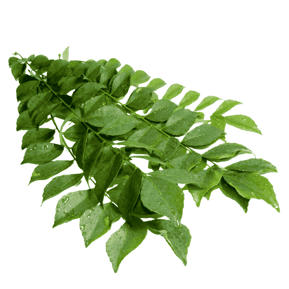 Curry Leaves