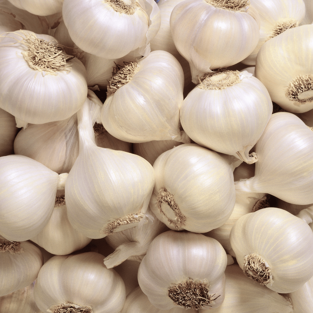 Garlic