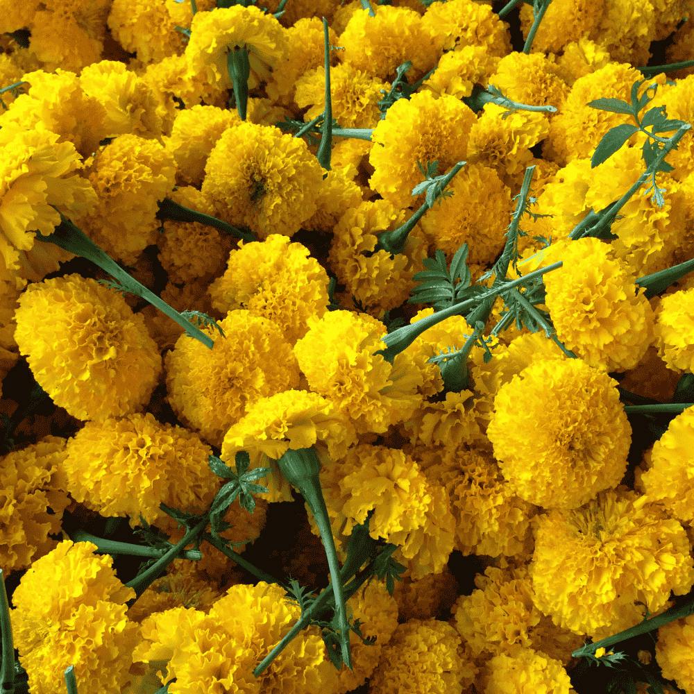 Marigold Yellow