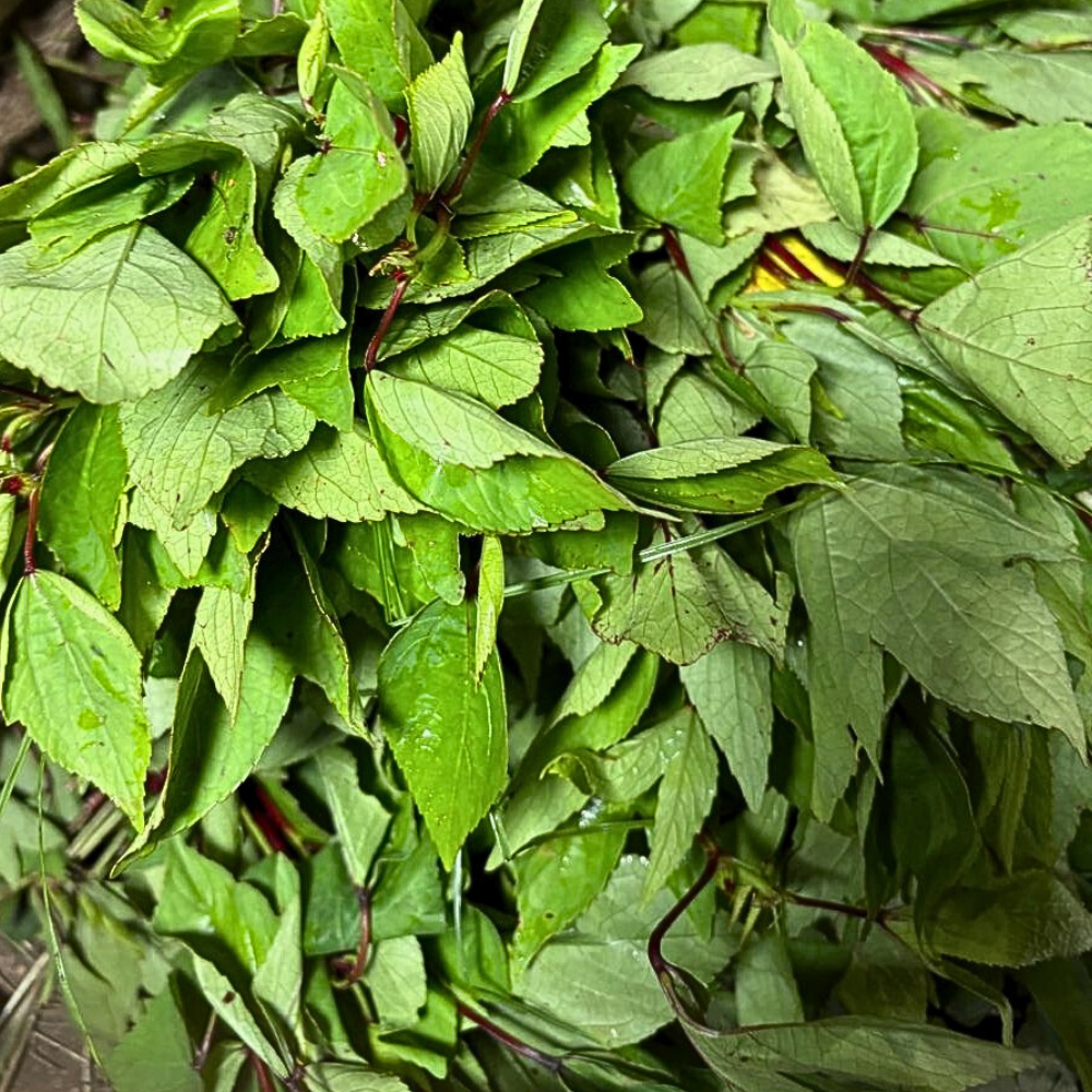Red Sorrel(Gongura)