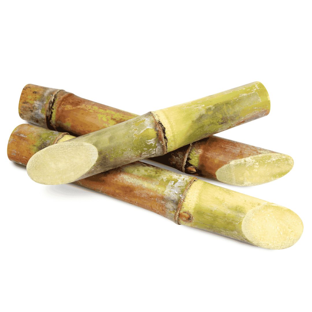Sugar Cane