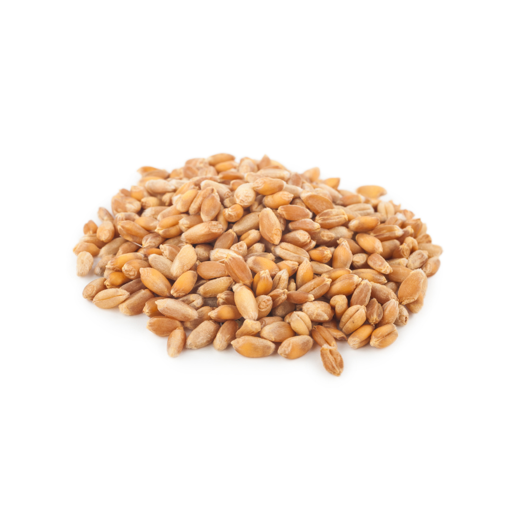 Wheat